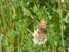 246781 – Photo : Jean PELE – France (35)